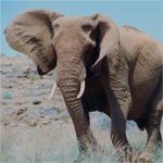 Damaraland Desert Elephant
